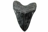 Huge, Fossil Megalodon Tooth - Polished Blade #307431-2